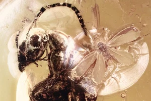 US DDP GREAT Alas Extendidas Mosca Blanca y Hormiga Fósil Ámbar Báltico + Foto HQ 251027 - Imagen 1 de 6