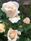 Rose Penny Lane Tall Rose Beautiful Scent