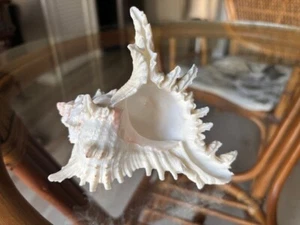 Murex Ramosus Spiked Sea Shell Nautical Decor Collectible 5 and 1/2 in - Picture 1 of 4