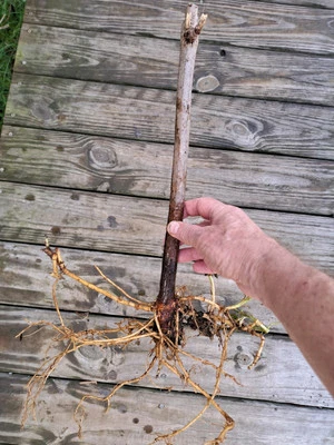 Two (2) American ROOTED Elderberry plants. - Image 1 of 4
