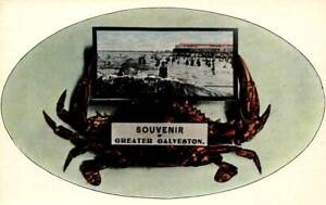 Crab Holding Picture Souvenir of Greater Galveston,TX Texas Vintage Postcard