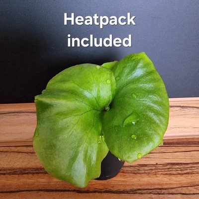 Platycerium ridleyi, ¡¡¡rareza!!! Planta joven | Epífita | Helecho cornamenta - Imagen 1 de 4