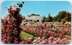 Postcard - Jackson & Perkins Rose Garden at Newark, New York