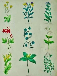 Die komplette Kräuterplatte 10 Botanische Illustration von Nicholas Culpeper um 1850 - Bild 1 von 14