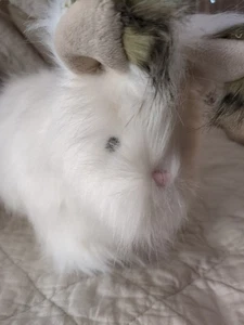 POTTERY BARN KIDS PBK weißer arktischer Hase Hase Plüsch realistisch weich - Bild 1 von 12