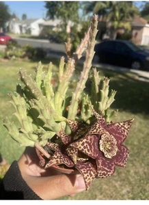 Burgundy Orbea Variegated stapelia Starfish-flower Big Bundle - Picture 1 of 7