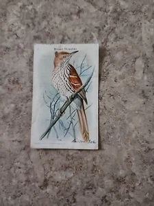 CHURCH & DWIGHT COMPANY USEFUL BIRDS OF AMERICA BROWN THRASHER - Picture 1 of 2