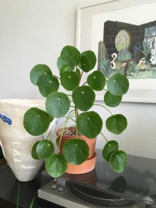 1 PIANTA DI PILEA PEPEROMIOIDES PIANTA DELLE MONETE VASO 12CM da interno - Imagen 1 de 2
