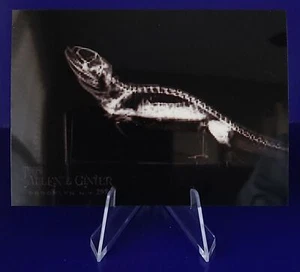 Bearded Dragon 2024 Topps Allen & Ginter #XR-6 X-ray'd Baseball Card - Picture 1 of 2