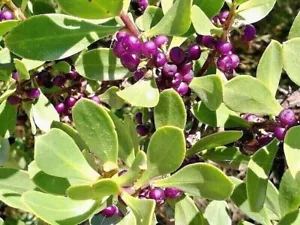 10 X NATIVE JUNIPER BERRY SEEDS-BOOBIALLA-BUSH TUCKER-FRUIT TREE-GARDEN PLANT - Picture 1 of 5