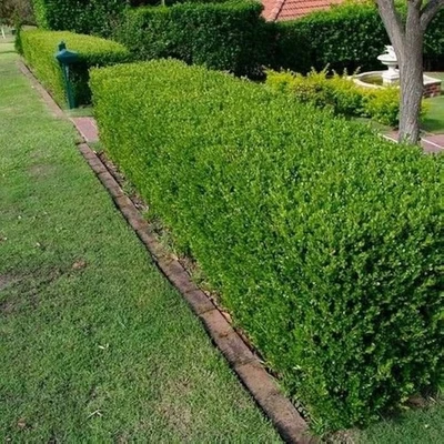 20 Japanese Boxwood Hedge - Buxus microphylla var. japonica - Starter Plug - Image 1 of 4