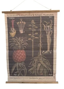 Reproduction Botanical Chart From German Original Hermann Zippel & Carl Bollmann - Picture 1 of 4