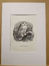 ANTIQUARIUS STEEL ENGRAVING OWL CHOUETTE TENGMALM BIRDS BOTANY AFRICA 1858...
