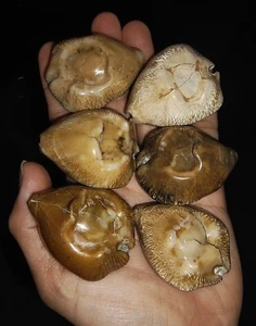 BC04, 5 PIEZAS FÓSIL DE COWRIES + ¡1 PIEZA GRATIS! BARICYPRAEA CAPUTVIPERAE DE JAVA INDONESIA - Imagen 1 de 7