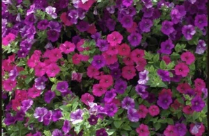 Susies π Petunia Duo Mix 2400+ Seeds :) (Nana Compacta) Instructions Included x - Picture 1 of 11