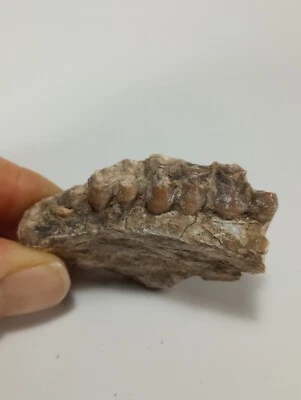 Oreodont Fossil Teeth, Badlands South Dakota - Image 1 of 4