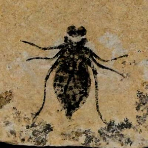 0.7" Libélula Larvas Fósil Libellula Doris Placa Mioceno Superior Piamonte Italia - Imagen 1 de 7
