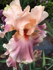 Entitled Bearded Iris - Blue Buddha Farm - Easy to Grow Perennial