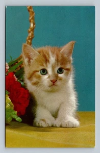 Vintage Kitten Postcard A Little Bundle of Love Alfred Mainzer - Picture 1 of 2