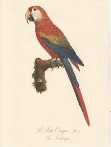 BARABAND PARROT PRINT / #508 / THE ARAKANGO / PLATE G02 / 10" X 12" - Bild 1 von 1