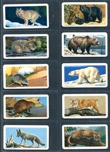 BROOKE BOND CANADA 1962 SET OF 48 "ANIMALS OF NORTH AMERICA" ROLLAND TEA CARDS - Picture 1 of 10