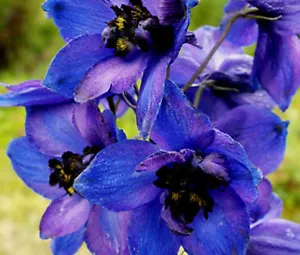 DELPHINIUM BLACK KNIGHT Delphinium Cultorum - 50 Bulk Seeds - Picture 1 of 1