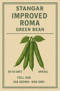Stangar Improved Roma Green Bean  - Bild 1 von 4