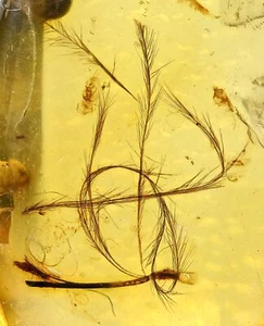 Rare Aves Bird Feather, Fossil inclusion in Burmese Amber - Picture 1 of 3