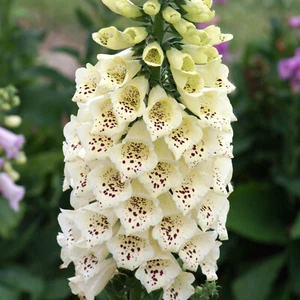 2 GR DE DIGITALIS PURPUREA '''Crema de camelote'" APROX. 10000 SEMILLAS - Imagen 1 de 1