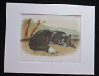 Audubon's "American Black or Silver Fox"  -Matted Art Print