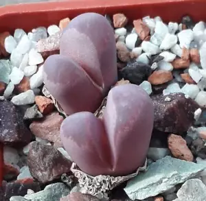 Lithops óptica cv Rubra C287 semillas 100 piezas 2021y - Imagen 1 de 2