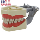 Dental Typodont Removable 32Pcs Teeth Model Preparation Exam For Columbia 860