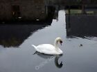 Photo 6x4 Swan in town Haverfordwest/Hwlffordd Reflective swan on the Cl c2009