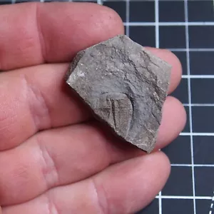 13gr Trilobite Checo Aulacopleura konincki (Barrande, 1846) Fósiles Silúricos 467 - Imagen 1 de 5