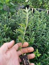 Olive Tree "Arbequina" one starter plant free shipping