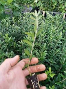 Olive Tree "Arbequina" one starter plant free shipping - Picture 1 of 3
