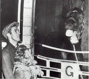 1952 Wire Photo Kentucky Derby Racehorse Arroz & mascot cocker spaniel puppy dog - Picture 1 of 2