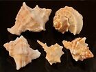 Murex Sea Shells Natural Seashells Lot 5 Pcs Rare Beach Mediterranean Sea Decor