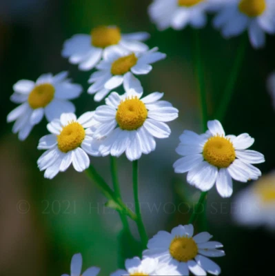 Chamaemelum nobile (syn. Anthemis nobilis) Roman Garden Chamomile | Fresh Seeds - Image 1 of 3