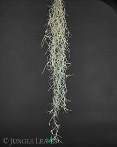 Tillandsia usneoides (Louisianamoos) - Tillandsien lebende Luftpflanze Epiphyt