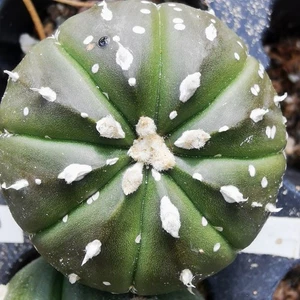 Astrophytum asterias, , , flowering size . - Picture 1 of 1