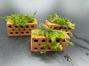 3x Mini Ziegelsteine mit Pilo Moos Aquariumdeko Garnelenversteck *selten*
