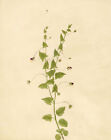 Fleur de Fluellen à feuilles vives (Antitirrhinum elatine) - c.1835 Peinture ...