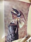Steve Parish frill necked lizard print 59 cm x 84 cm