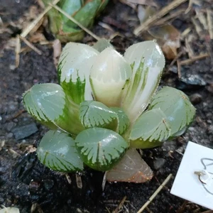 Haworthia Cooperi Mochi Gyokuro Variegated Succulent - Picture 1 of 8
