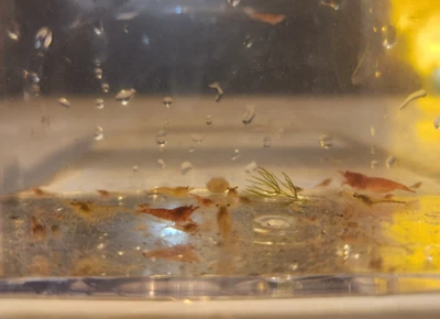20+ LIVE Neocaridina Camarones de Agua Dulce - (joven-adolescente) Limpiadores de Acuarios/Algas Foto 1 de 4