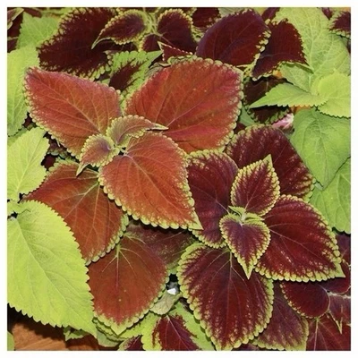 COLEUS 彩虹混合 | 500 种子 | 阴影花园容器 室内植物 Groundcovr 美国 — 第 1/4 张图片