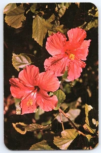 Postal Bermudas Vintage Flor Hibisco Dextone 57323 Floral Sin Usar - Imagen 1 de 2