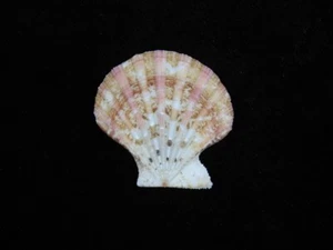 Sea Shell Excellichlamys spectabilis 34,2 mm ID#8348 - Imagen 1 de 3