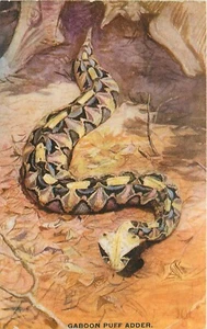 Postcard C-1910 Africa snake Teddy Roosevelt tour Arthur Capper 24-6234 - Picture 1 of 2